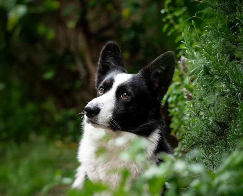 Drakkar - Corgi