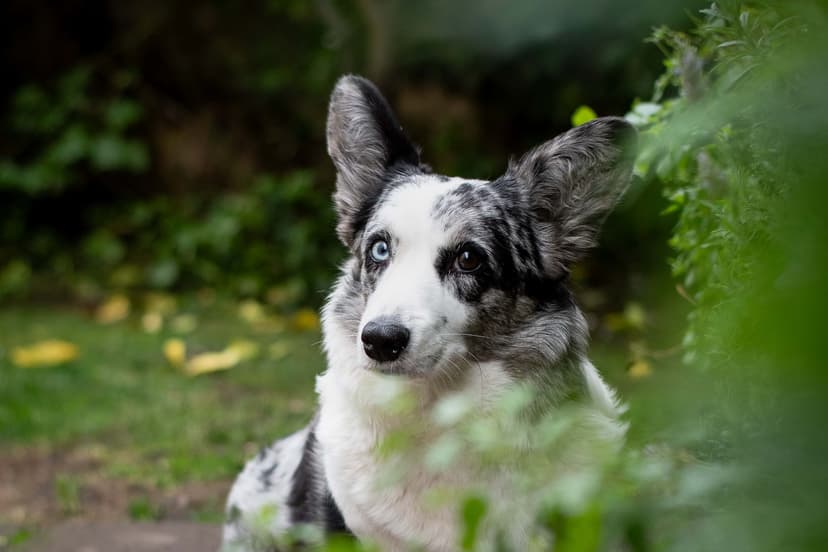 Eira - Corgi